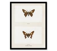 Artery8 Silver Spotted Skipper Butterfly Denton Framed Wall Art Print in White | Size: W12" x H16" Artery8 White W12" x H16"