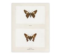 Artery8 Silver Spotted Skipper Butterfly Denton Wall Art Poster Print in White | Size: W12" x H16" Artery8 White W12" x H16"