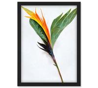 Artery8 Single Bird Paradise Flower Stem With Orange Bloom Artwork Framed Wall Art Print A4 in Black Artery8 Black