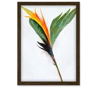 Artery8 Single Bird Paradise Flower Stem With Orange Bloom Artwork Framed Wall Art Print A4 in Brown Artery8 Brown