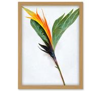 Artery8 Single Bird Paradise Flower Stem With Orange Bloom Artwork Framed Wall Art Print A4 in Light Oak Artery8 Light Oak
