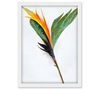 Artery8 Single Bird Paradise Flower Stem With Orange Bloom Artwork Framed Wall Art Print A4 in White Artery8 White