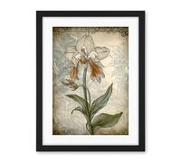 Artery8 Single Orchid Flower Pastel Colour Art Nouveau Artwork Framed Wall Art Print 18X24 Inch