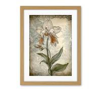 Artery8 Single Orchid Flower Pastel Colour Art Nouveau Artwork Framed Wall Art Print 18X24 Inch