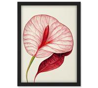 Artery8 Single Red Laceleaf Flower Illustration Anthurium Artwork Framed Wall Art Print A4 in Black Artery8 Black