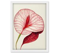 Artery8 Single Red Laceleaf Flower Illustration Anthurium Artwork Framed Wall Art Print A4 in White Artery8 White