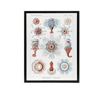 Artery8 Siphonophorae Marine Life Haeckel Botanical Black Framed Canvas Art in White | Size: W12" x H16" Artery8 White W12" x H16"