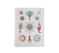 Artery8 Siphonophorae Marine Life Haeckel Botanical Canvas Wall Art in White | Size: W12" x H16" Artery8 White W12" x H16"