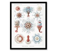 Artery8 Siphonophorae Marine Life Haeckel Botanical Framed Wall Art Print in White | Size: W12" x H16" Artery8 White W12" x H16"