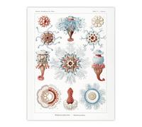 Artery8 Siphonophorae Marine Life Haeckel Botanical Wall Art Print Poster in White | Size: W18" x H24" Artery8 White W18" x H24"