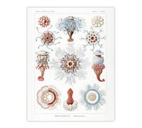 Artery8 Siphonophorae Marine Life XL Extra Large Wall Art Poster Print 24X32 Artwork By Haeckel : Marine Life Illustration Suited For Hallway Or Study Highlighting Form Structure And Natural Movement