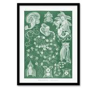 Artery8 Siphonophorae Vintage Marine Framed Wall Art Print A4 Artwork By Haeckel : Detailed Jellyfish Artwork Perfect For Study Or Hallway Adding Marine Elegance And Gentle Rhythm