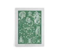 Artery8 Siphonophorae Vintage Marine Haeckel Botanical Canvas Wall Art in Green | Size: W12" x H16" Artery8 Green W12" x H16"