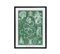 Artery8 Siphonophorae Vintage Marine Haeckel Botanical Framed Canvas Wall Art in Green | Size: W24" x H32" Artery8 Green W24" x H32"