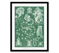 Artery8 Siphonophorae Vintage Marine Haeckel Botanical Framed Wall Art Print in Green | Size: W12" x H16" Artery8 Green W12" x H16"