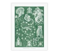 Artery8 Siphonophorae Vintage Marine Unframed Wall Art Print Poster 12X16 Artwork By Haeckel : Detailed Jellyfish Artwork Perfect For Study Or Hallway Adding Marine Elegance And Gentle Rhythm