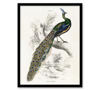 Artery8 Sir William Jardine Framed Wall Art Print Male Peafowl Peacock - A3 Size