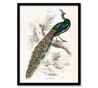 Artery8 Sir William Jardine Framed Wall Art Print Male Peafowl Peacock in White | Size: A3 Artery8 White A3