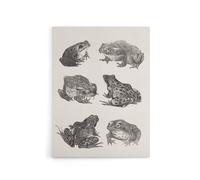 Artery8 Six Frogs & Toads Pencil Drawing Canvas Wall Art Print Hoytema in White | Size: W24" x H32" Artery8 White W24" x H32"
