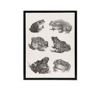 Artery8 Six Frogs & Toads Pencil Drawing Framed Canvas Wall Art Print Hoytema in White | Size: W12" x H16" Artery8 White W12" x H16"