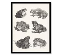Artery8 Six Frogs & Toads Pencil Drawing Vintage Framed Wall Art Print Hoytema in White | Size: W12" x H16" Artery8 White W12" x H16"