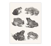 Artery8 Six Frogs & Toads Pencil Drawing Vintage Wall Art Print Hoytema in White | Size: W18" x H24" Artery8 White W18" x H24"