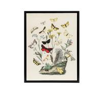 Artery8 Small Butterflies Caterpillars Kirby Black Framed Canvas Wall Art in White | Size: W24" x H32" Artery8 White W24" x H32"