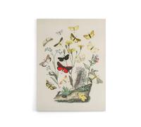 Artery8 Small Butterflies Caterpillars Kirby Vintage Canvas Wall Art in White | Size: W24" x H32" Artery8 White W24" x H32"
