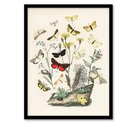 Artery8 Small Butterflies Caterpillars Kirby Vintage Framed Wall Art Print in White | Size: A4 Artery8 White A4