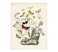 Artery8 Small Butterflies Caterpillars Kirby Vintage Wall Art Print Poster in White | Size: W12" x H16" Artery8 White W12" x H16"
