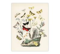 Artery8 Small Butterflies Caterpillars Kirby Vintage Wall Art Print Poster in White | Size: W12" x H16" Artery8 White W12" x H16"