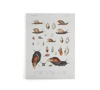 Artery8 Snail shell Marine Life Ocean Augustus Gould Canvas Wall Art Print in White | Size: W18" x H24" Artery8 White W18" x H24"