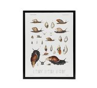 Artery8 Snail shell Marine Life Ocean Augustus Gould Framed Canvas Wall Art in White | Size: W12" x H16" Artery8 White W12" x H16"