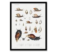 Artery8 Snail shell Marine Life Ocean Augustus Gould Framed Wall Art Print in White | Size: A4 Artery8 White A4