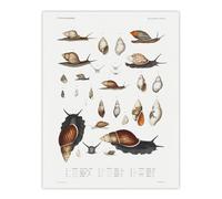 Artery8 Snail shell Marine Life Ocean Augustus Gould Wall Art Poster Print in White | Size: W18" x H24" Artery8 White W18" x H24"