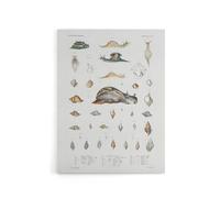 Artery8 Snail varieties & shells Augustus Gould Canvas Wall Art Print in White | Size: W18" x H24" Artery8 White W18" x H24"