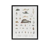 Artery8 Snail varieties & shells Augustus Gould Framed Canvas Wall Art Print in White | Size: W18" x H24" Artery8 White W18" x H24"