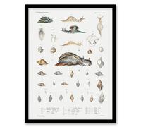 Artery8 Snail varieties & shells Augustus Gould Framed Wall Art Print in White | Size: W12" x H16" Artery8 White W12" x H16"