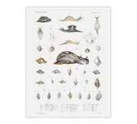 Artery8 Snail varieties & shells Augustus Gould Wall Art Poster Print in White | Size: W12" x H16" Artery8 White W12" x H16"