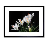 Artery8 Snowdrops Flowers Open Bloom Spring Home Decor 12x16" Framed Art Print in Black | Size: W12" x H16" Artery8 Black W12" x H16"
