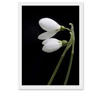 Artery8 Snowdrops Spring Flowers Bloom White Black A4 Artwork Framed Wall Art Print