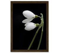 Artery8 Snowdrops Spring Flowers Bloom White Black A4 Artwork Framed Wall Art Print