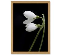 Artery8 Snowdrops Spring Flowers Bloom White Black A4 Artwork Framed Wall Art Print
