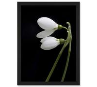 Artery8 Snowdrops Spring Flowers Bloom White Black Wall Art Print - A4 Size