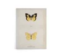 Artery8 Southern Dogface Butterfly Sherman Denton Canvas Wall Art Print in White | Size: W18" x H24" Artery8 White W18" x H24"