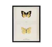 Artery8 Southern Dogface Butterfly Sherman Denton Framed Canvas Wall Art Print in White | Size: W24" x H32" Artery8 White W24" x H32"