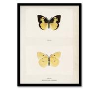 Artery8 Southern Dogface Butterfly Sherman Denton Framed Wall Art Print in White | Size: W12" x H16" Artery8 White W12" x H16"