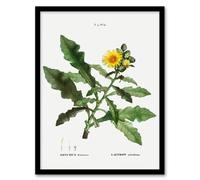 Artery8 Sow Thistle Flower Bloom Redoute Vintage Framed Wall Art Print in White | Size: W12" x H16" Artery8 White W12" x H16"