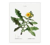 Artery8 Sow Thistle Flower Bloom Redoute Vintage Wall Art Print Poster in White | Size: W18" x H24" Artery8 White W18" x H24"