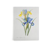 Artery8 Spanish iris Botanical Canvas Wall Art Print 24X32 Artwork By Redoute : Ornamental Iris Artwork Adding Colour And Structure To Contemporary Living Room